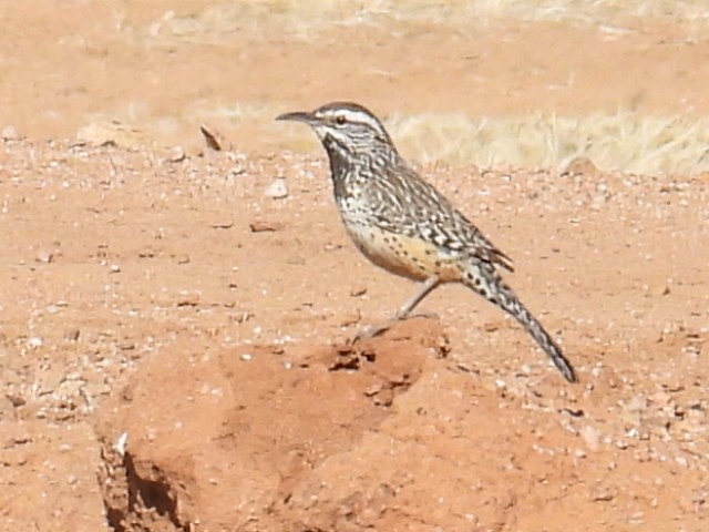 Cactus Wren - ML631002608