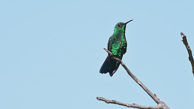 Steely-vented Hummingbird - ML631002627