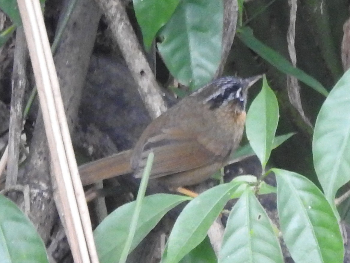 Gray-throated Babbler - ML631002702