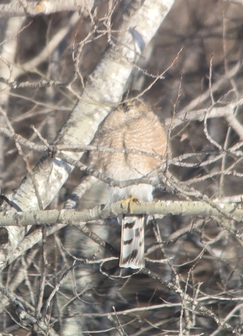 Sharp-shinned Hawk (Northern) - ML631002760