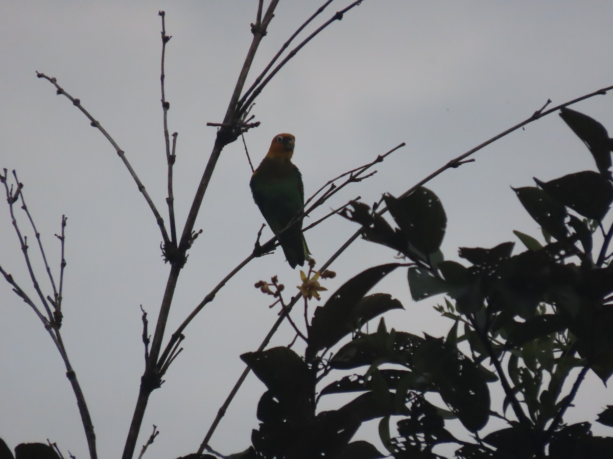 Saffron-headed Parrot - ML631002793