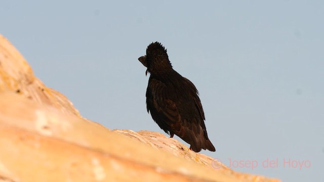 Spotless Starling - ML631002861