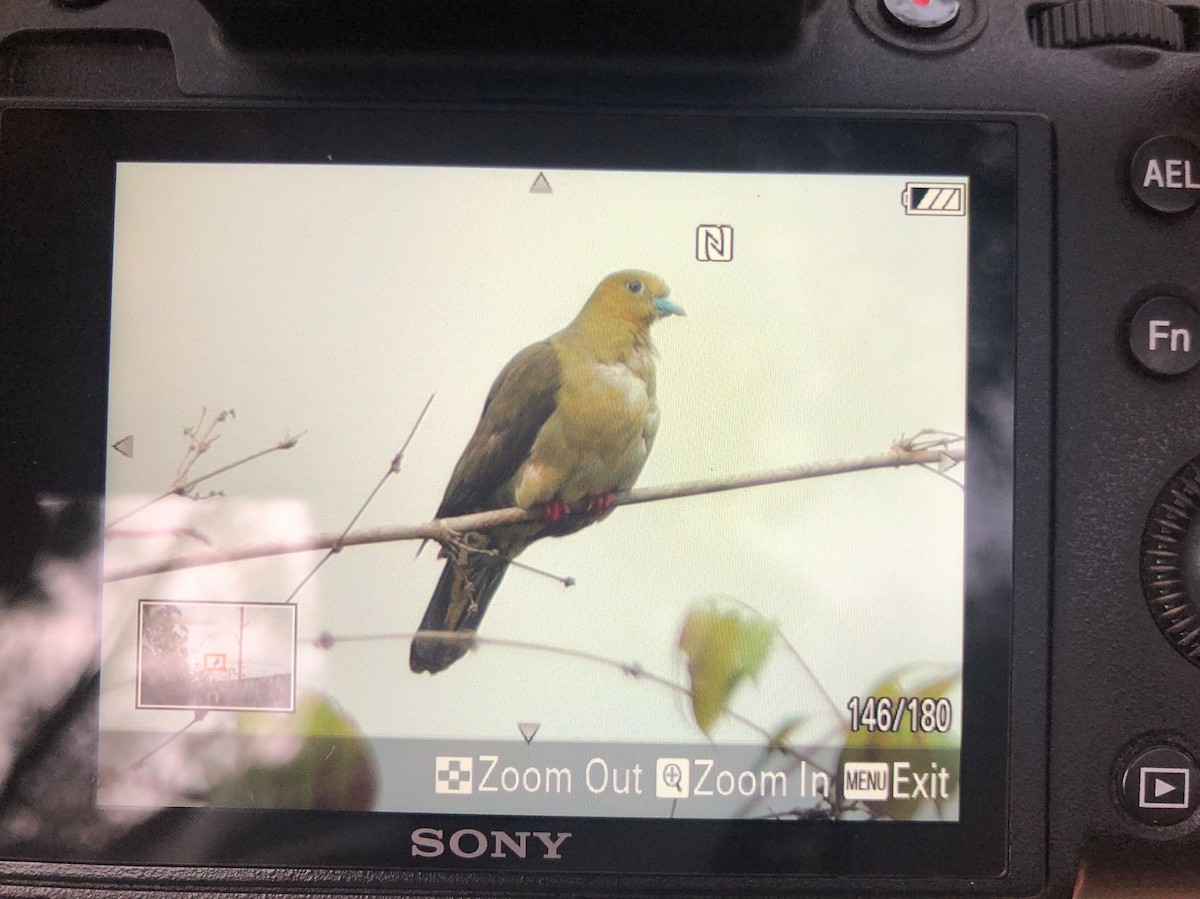 Wedge-tailed Green-Pigeon - ML631002867