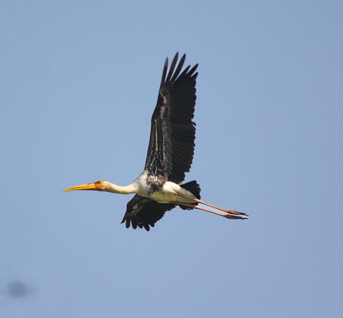 Painted Stork - ML631003158