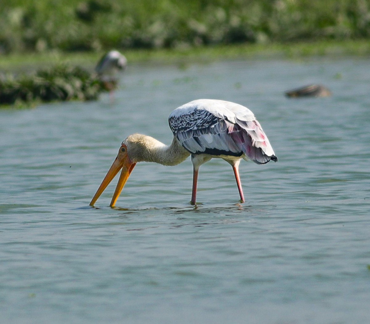 Painted Stork - ML631003159