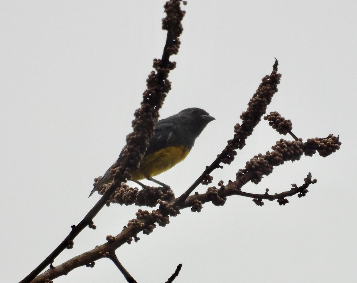 Plumbeous Euphonia - ML631003239