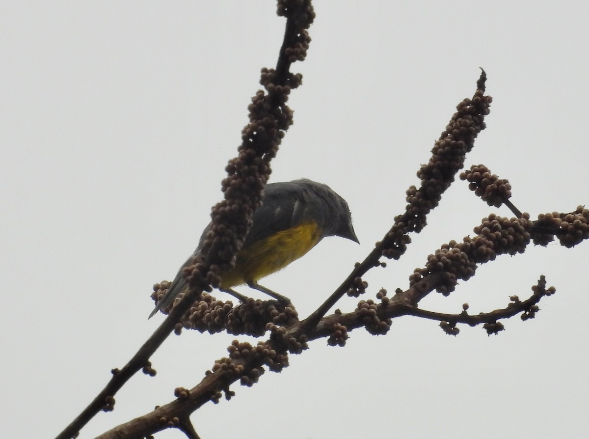 Plumbeous Euphonia - ML631003245