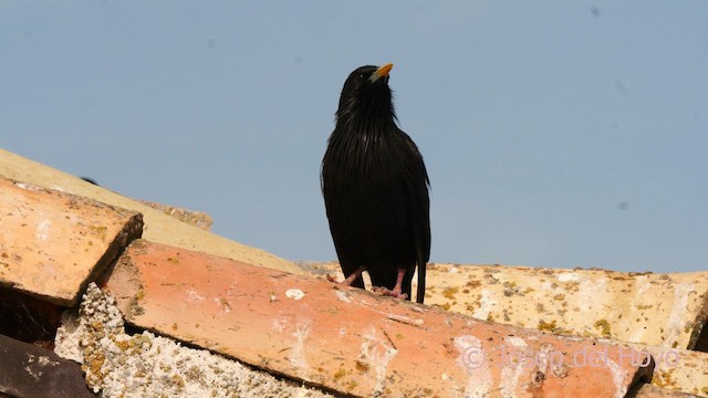 Spotless Starling - ML631003254
