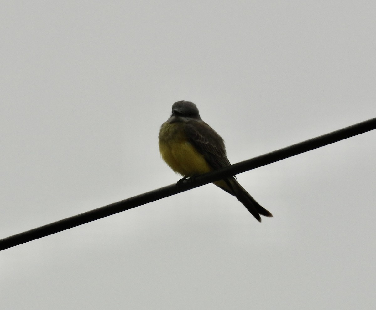 Tropical Kingbird - ML631003283