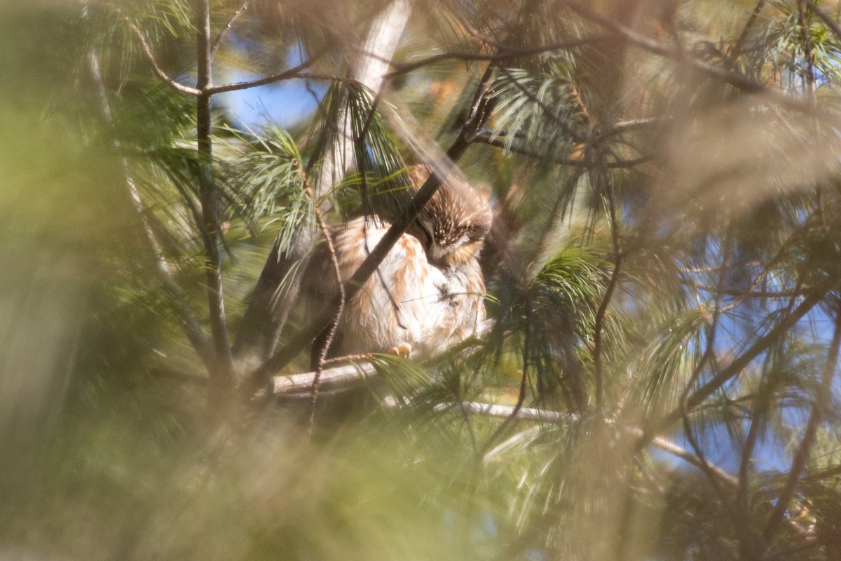 Northern Saw-whet Owl - ML631003295