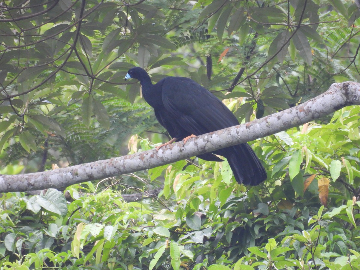 Wattled Guan - ML631003369