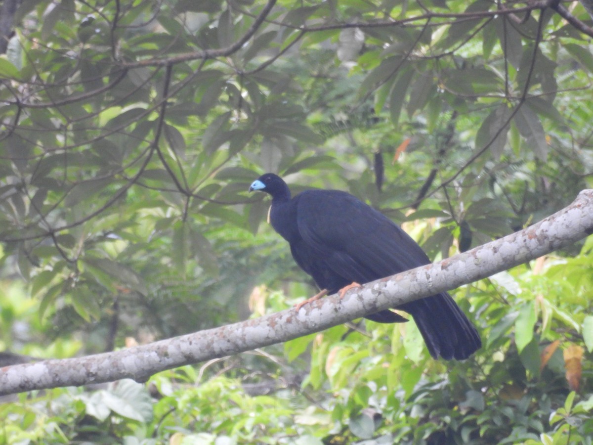 Wattled Guan - ML631003370