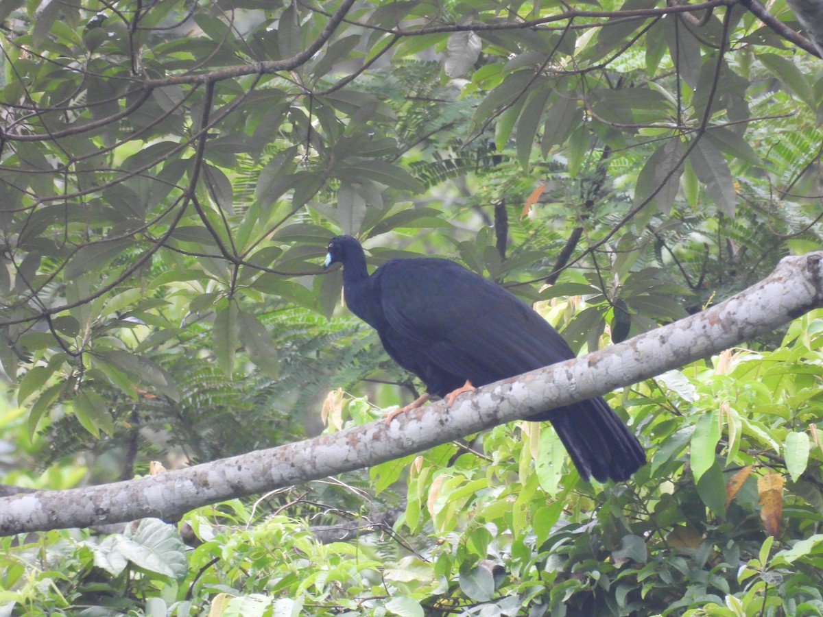Wattled Guan - ML631003371