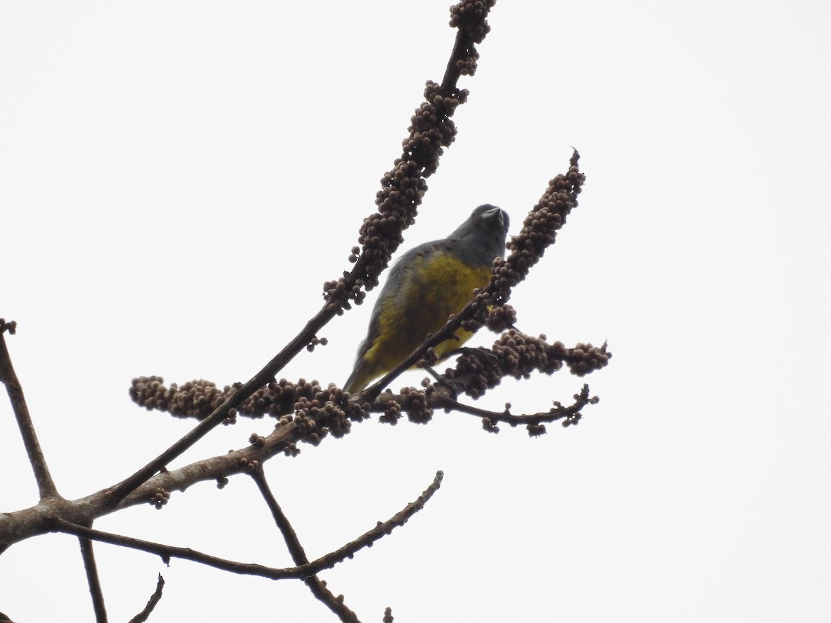 Plumbeous Euphonia - ML631003449