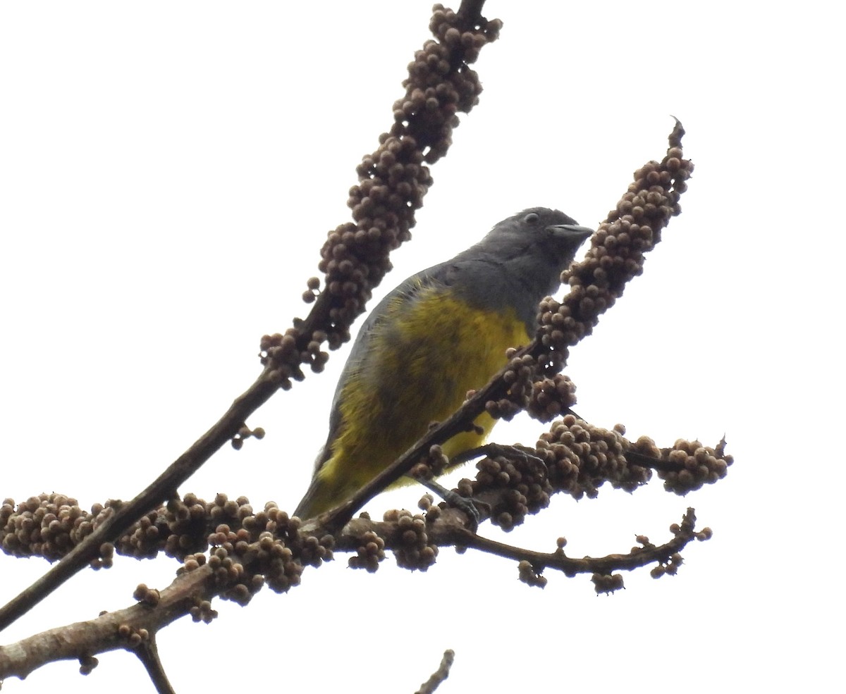 Plumbeous Euphonia - ML631003492