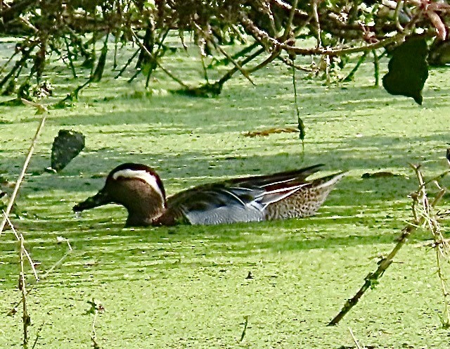 Garganey - ML631003504
