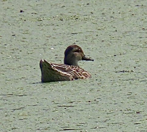 Garganey - ML631003505