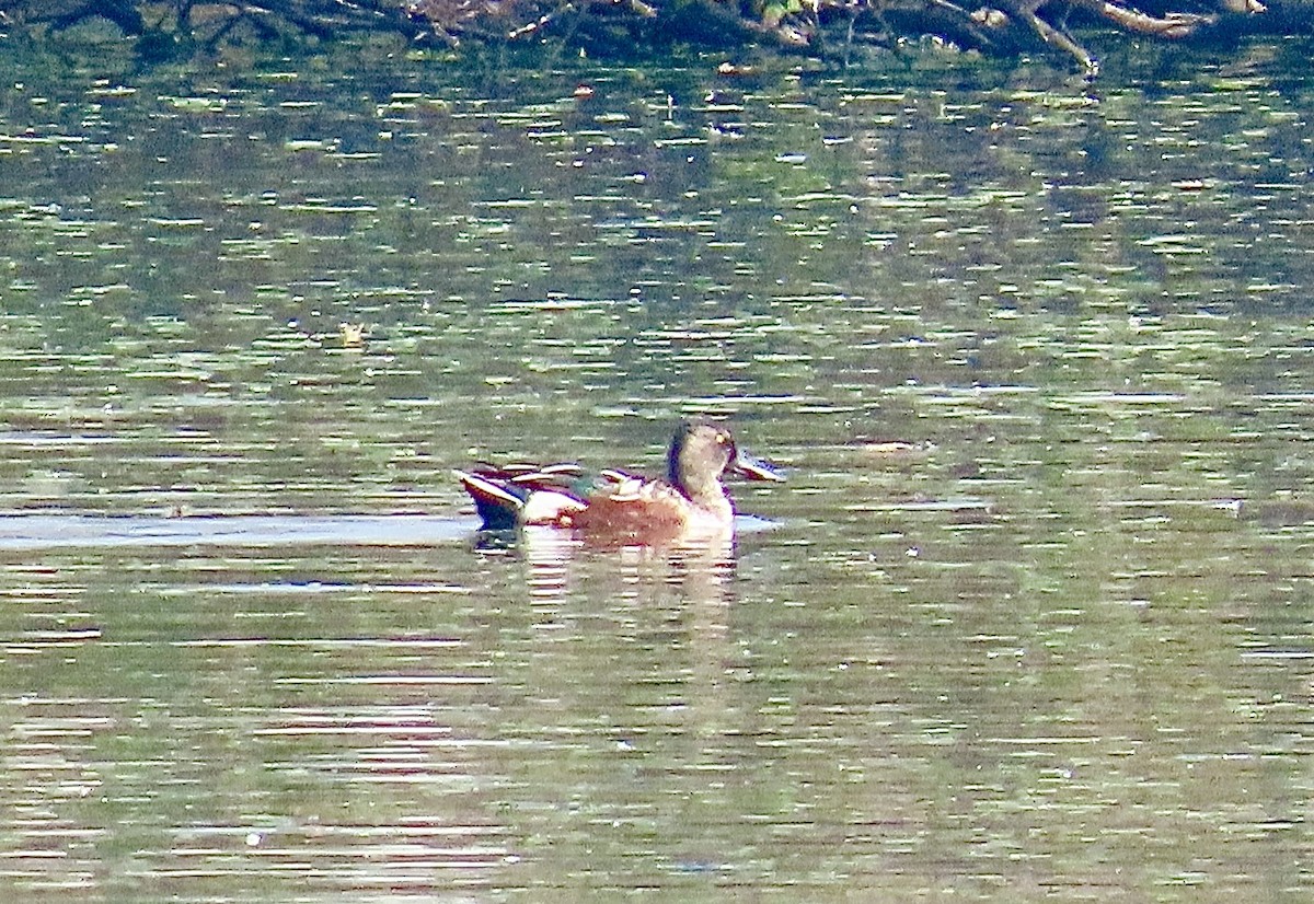 Garganey - ML631003506