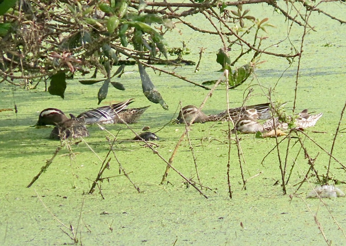 Garganey - ML631003507