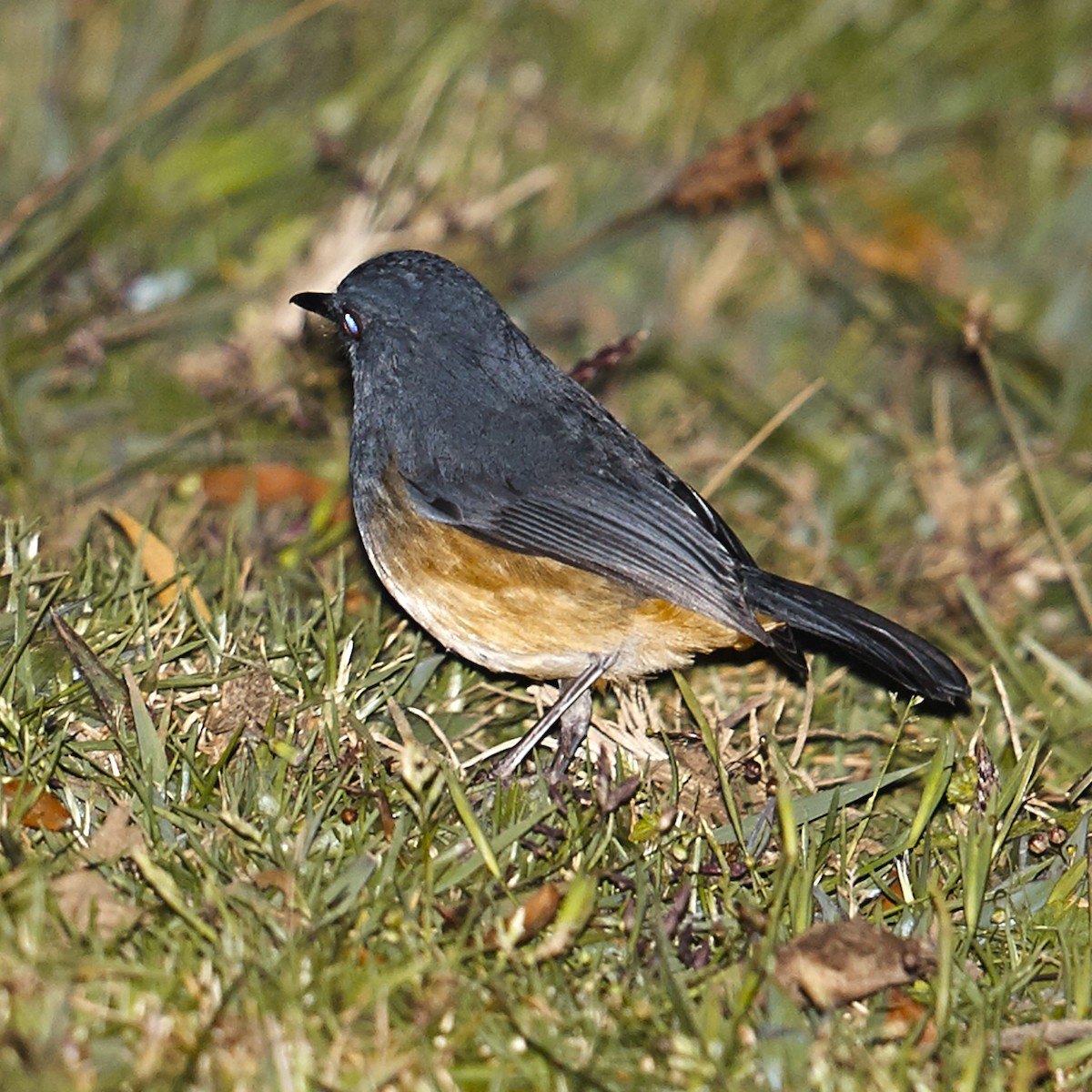 Nilgiri Sholakili - ML631003552