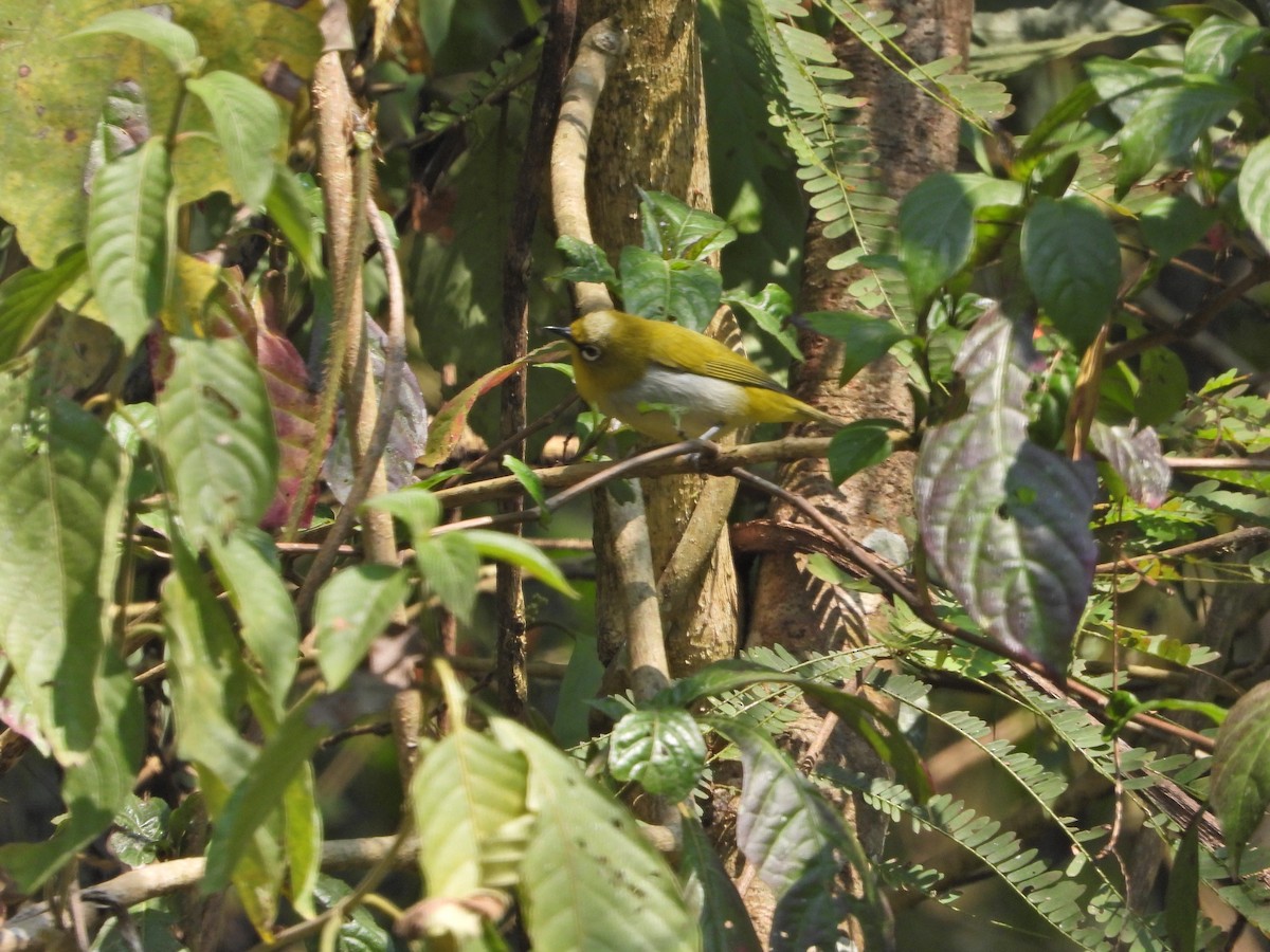 Zostérops oriental - ML631003579