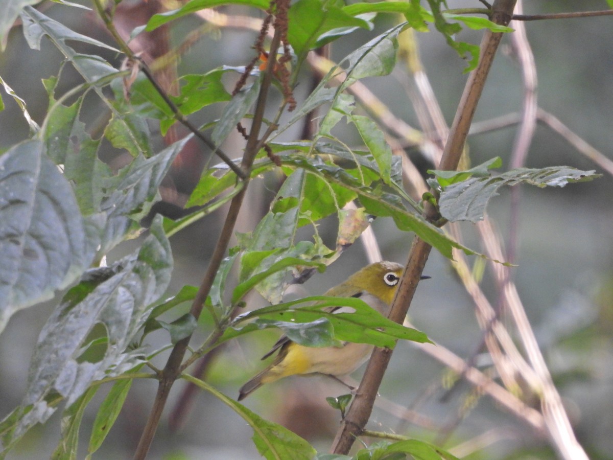 Zostérops oriental - ML631003580