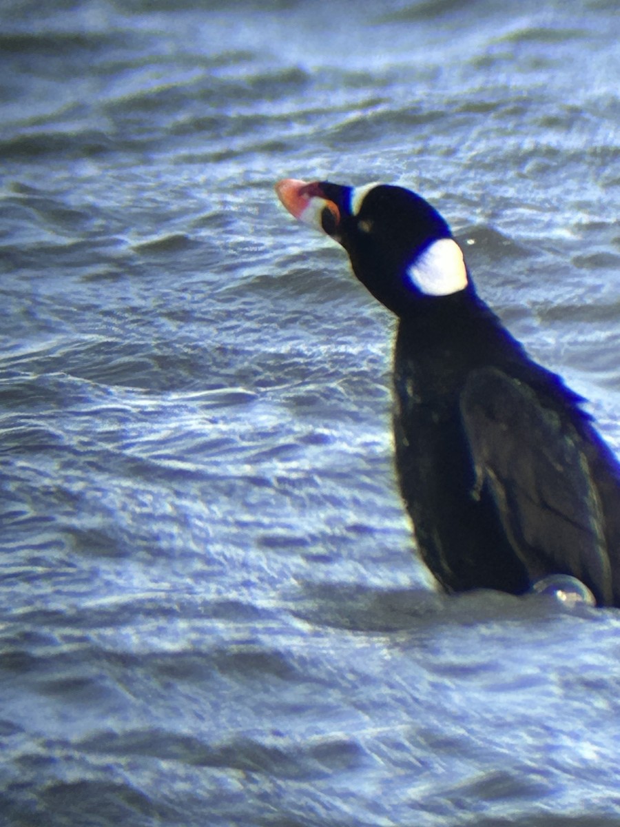 Surf Scoter - ML631003645