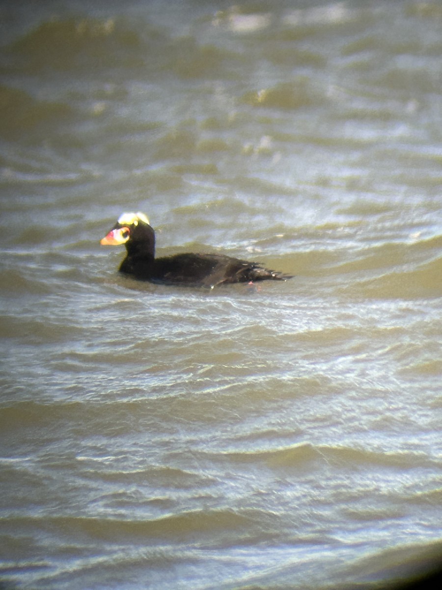 Surf Scoter - ML631003647