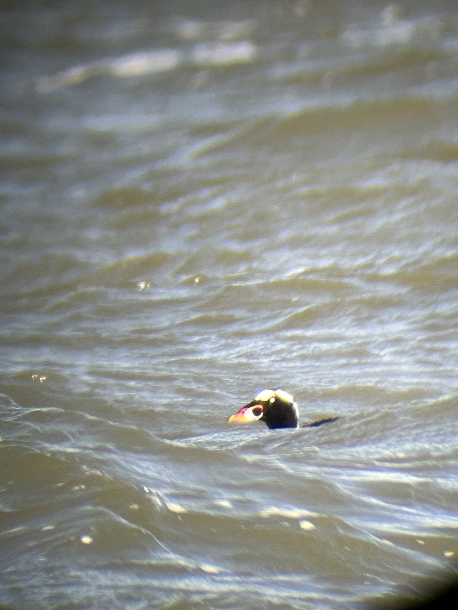 Surf Scoter - ML631003648