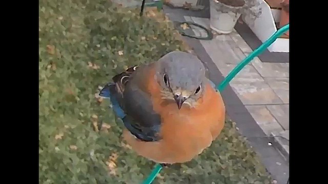 Eastern Bluebird - ML631003661