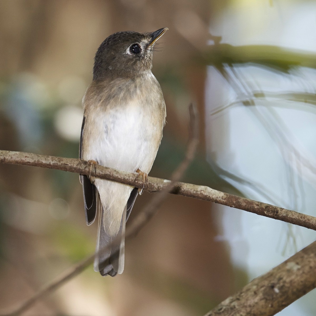 Brown-breasted Flycatcher - ML631003717