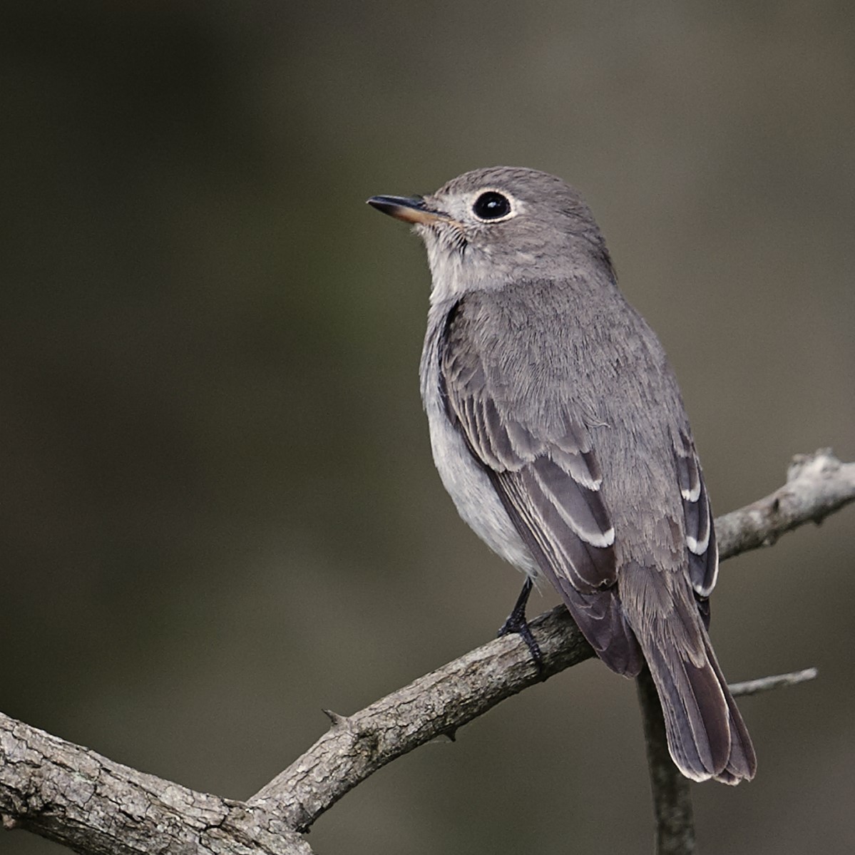 Asian Brown Flycatcher - ML631003852