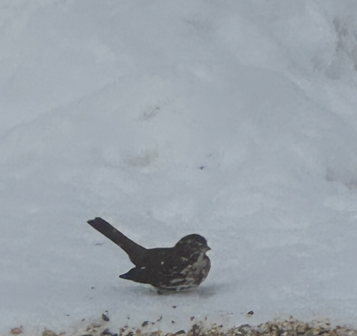 Fox Sparrow - ML631003871