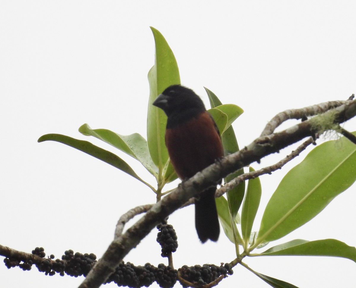 Chestnut-bellied Seed-Finch - ML631003891