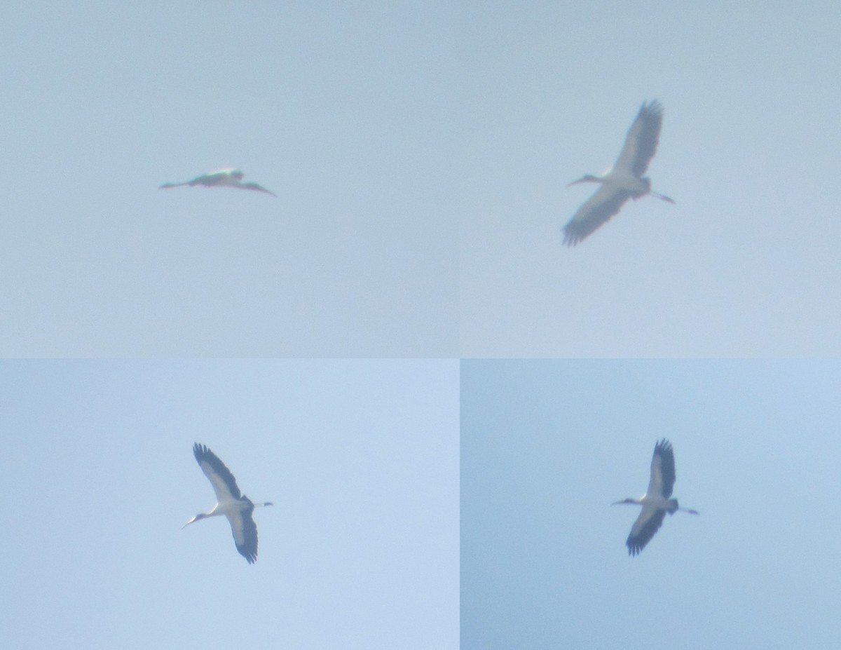 Wood Stork - ML63100391