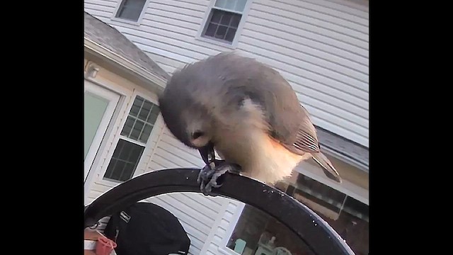 Tufted Titmouse - ML631003928