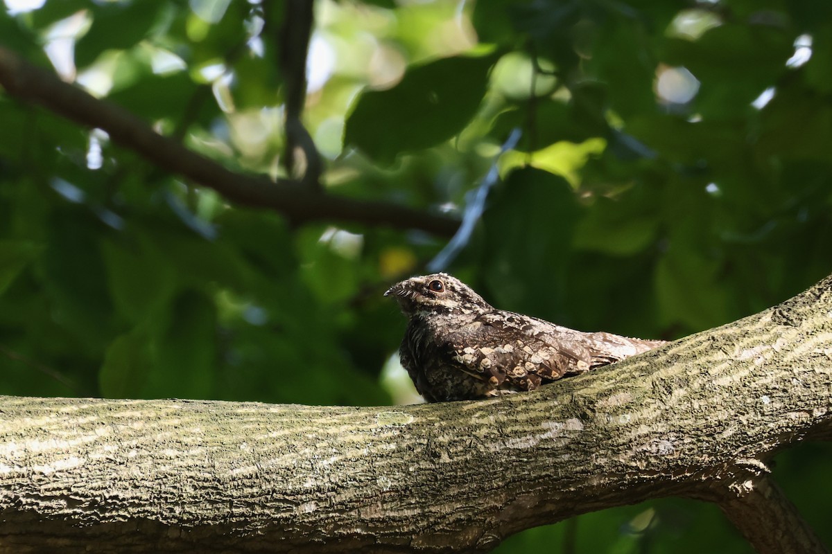 Gray Nightjar - ML631003950