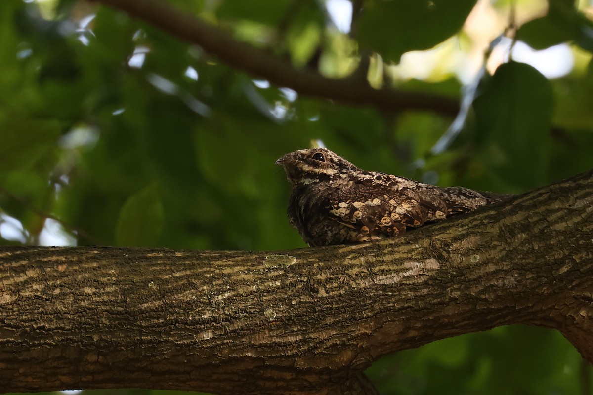 Gray Nightjar - ML631003952