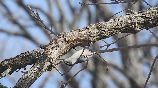 White-breasted Nuthatch - ML631003960