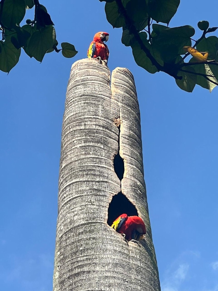 Scarlet Macaw - ML631004012