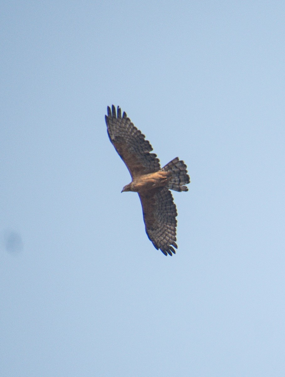 Oriental Honey-buzzard - ML631004063