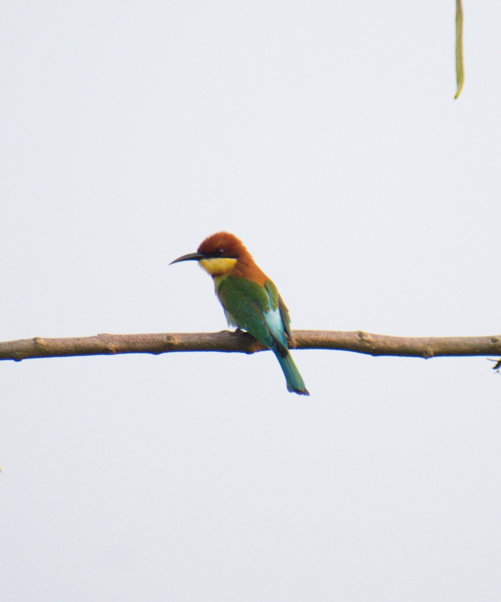 Chestnut-headed Bee-eater - ML631004077