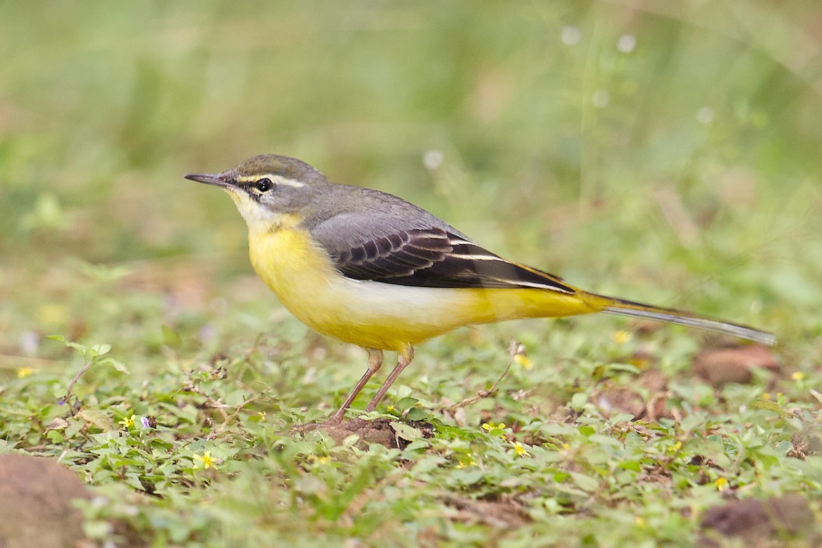 Gray Wagtail - ML631004138
