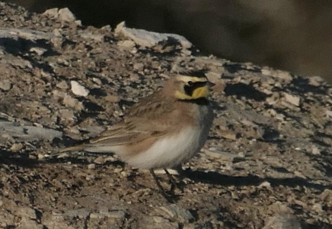 ハマヒバリ - ML631004354