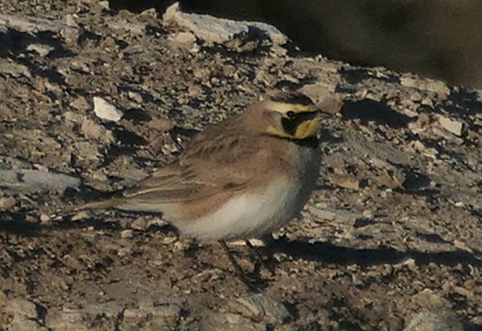 ハマヒバリ - ML631004355