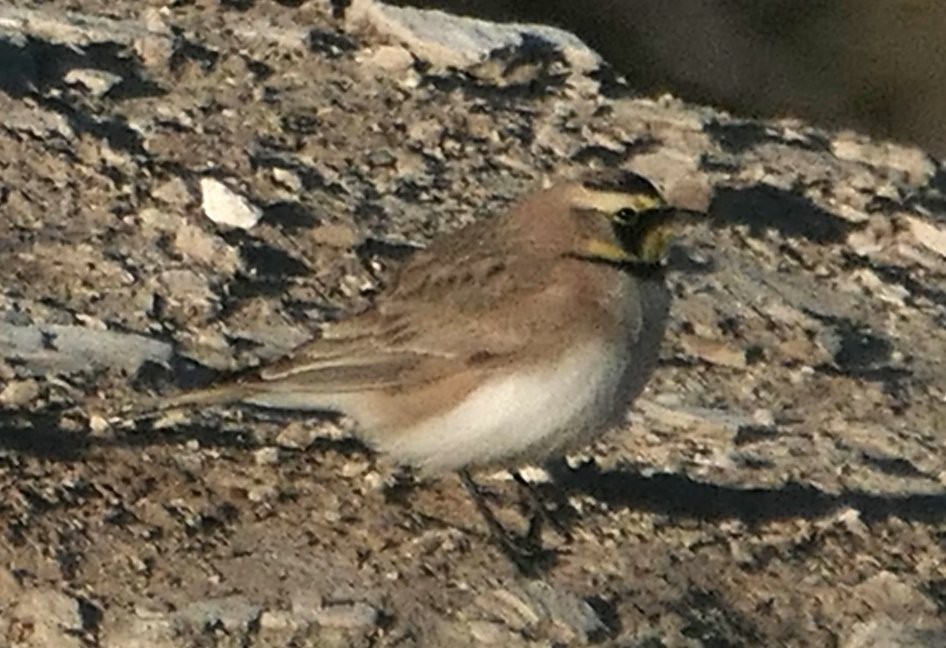 ハマヒバリ - ML631004356