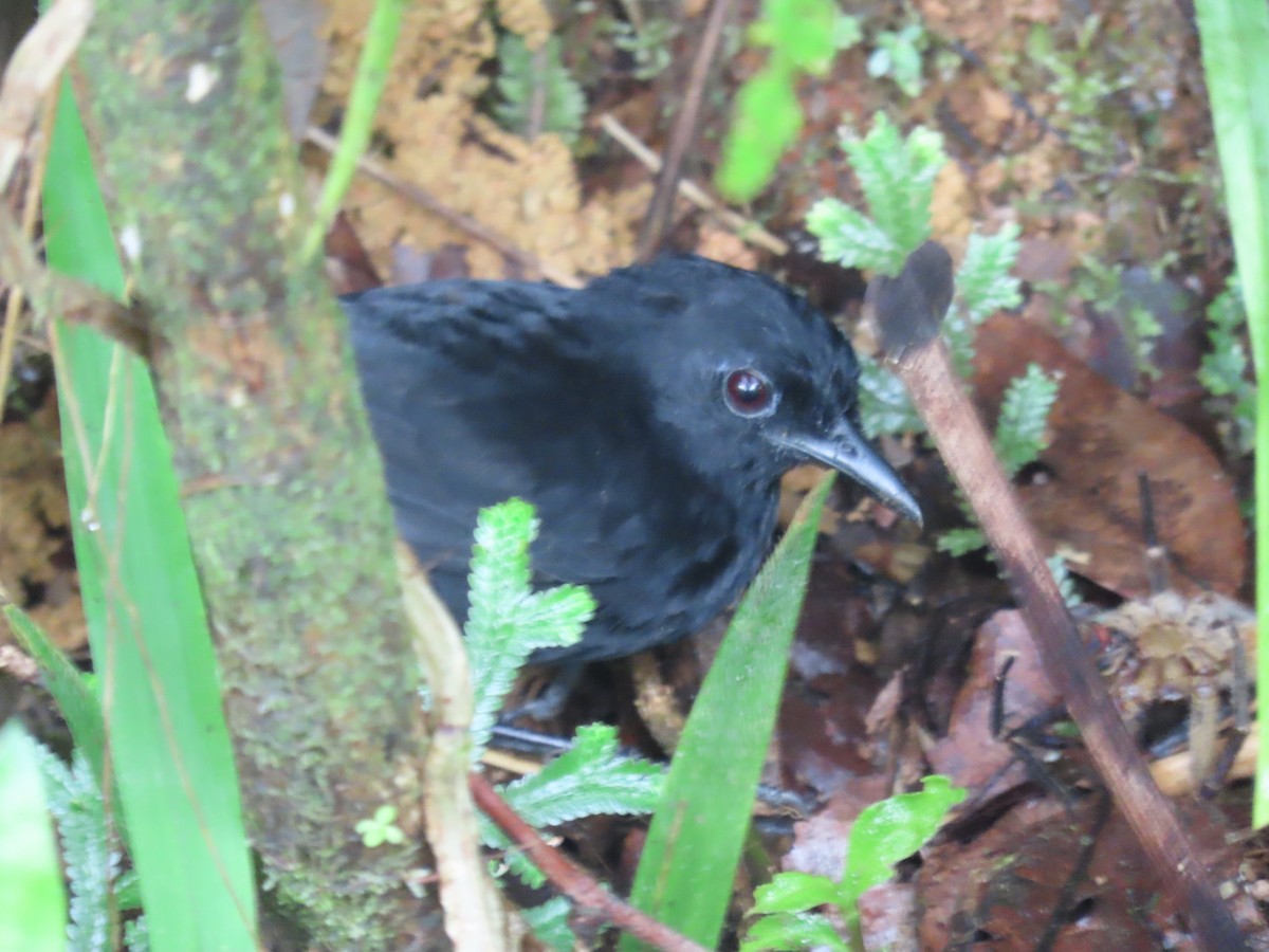 Stub-tailed Antbird - ML631004465