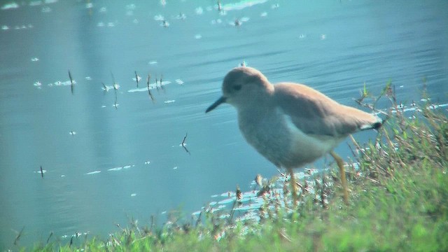White-tailed Lapwing - ML631004519