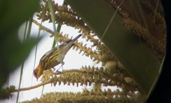 Cape May Warbler - ML631004529