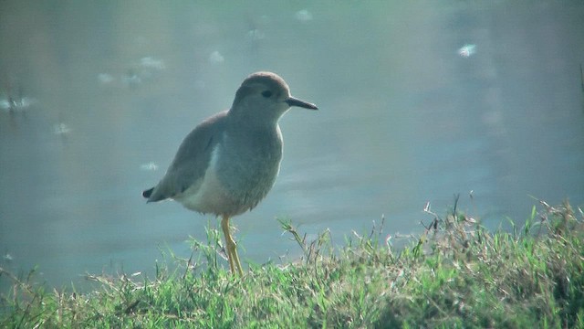 White-tailed Lapwing - ML631004667
